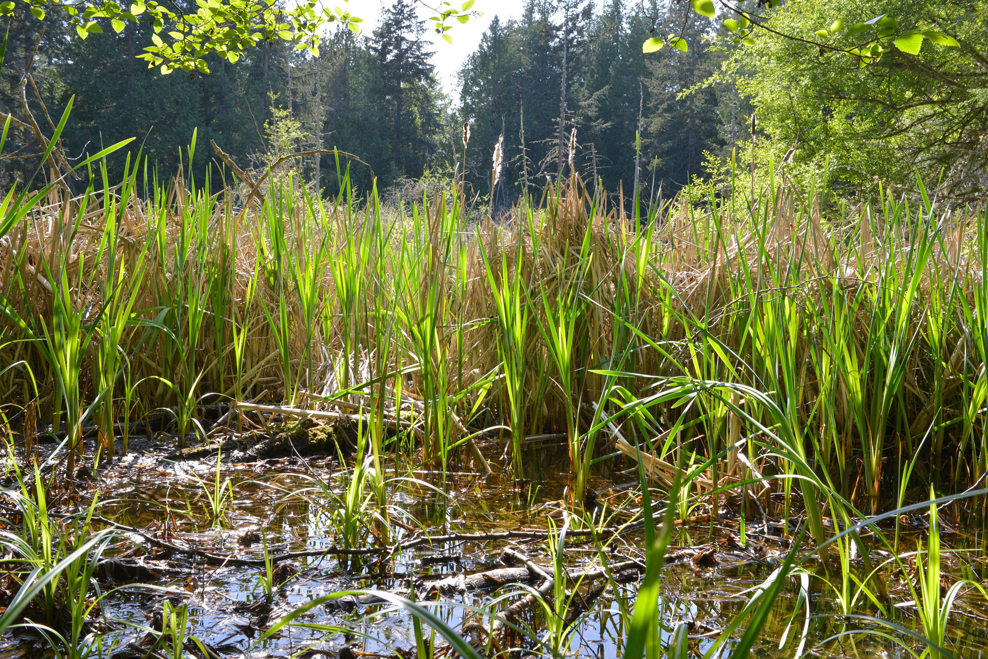 Photo of reeds in a marshland