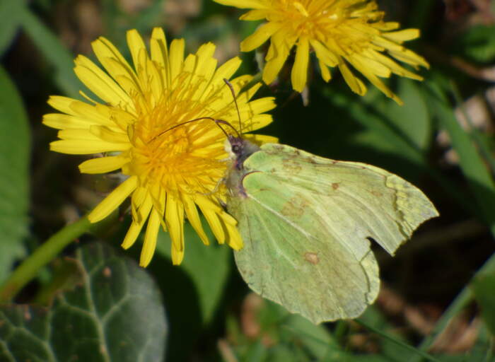 Biodiversity Week in Galway
