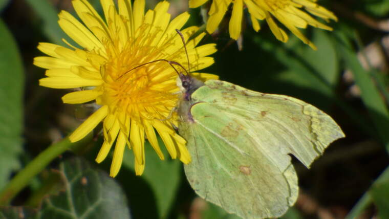 Biodiversity Week in Galway