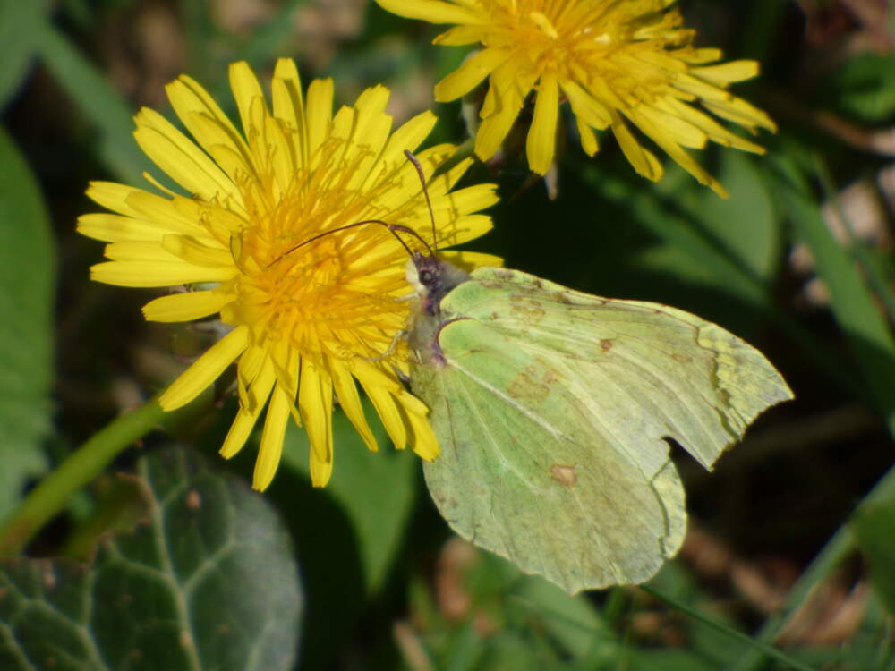 Biodiversity Week in Galway