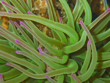 Clean Coasts Observer Program