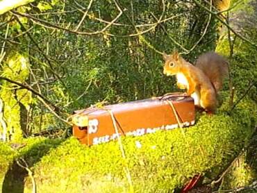 Red Squirrel photo by Dr Emily Reilly