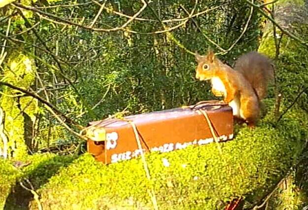 Red Squirrel photo by Dr Emily Reilly