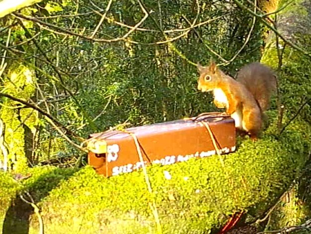 Red Squirrel photo by Dr Emily Reilly